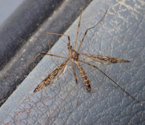 Epiphragma ocellare